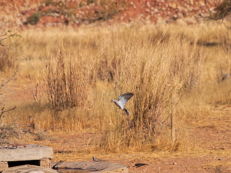 Pigeon, Namib Desert Lodge